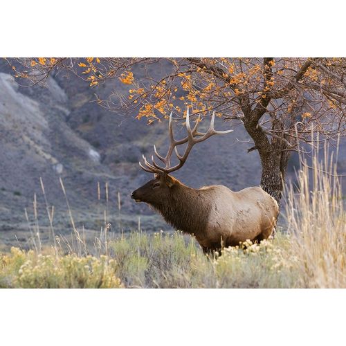 Rocky Mountain Bull Elk-Autumn Morning
